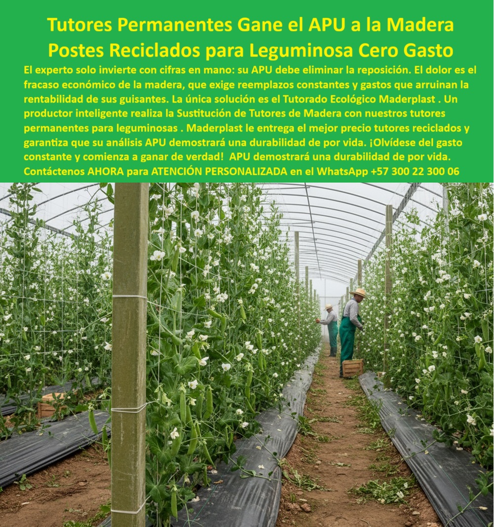 Tutores Plásticos De Por Vida Tutorado Ecológico Fin Del Gasto En Madera Maderplast 0, Inversión Inteligente en Leguminosas: Tutores Permanentes Gane el APU a la Madera con Postes Reciclados para Leguminosa Cero Gasto, El experto solo invierte con cifras en mano: su APU debe eliminar la reposición. El dolor es el fracaso económico de la madera, que exige reemplazos constantes y gastos que arruinan la rentabilidad de sus guisantes. La única solución es el Tutorado Ecológico Maderplast. Un productor inteligente realiza la Sustitución tutores madera para guisantes con nuestros tutores permanentes para leguminosas. Maderplast le entrega el mejor precio tutores reciclados y garantiza que su Análisis APU tutores madera vs Maderplast demostrará una durabilidad de por vida. ¡Olvídate del gasto constante y comienza a ganar de verdad! El APU demostrará una durabilidad de por vida con los Tutores Plásticos De Por Vida Tutorado Ecológico Fin Del Gasto En Madera Maderplast. El APU Demuestra la Superioridad Definitiva, En un invernadero luminoso, filas ordenadas de tutores plásticos verdes altos y rectos sostienen plantas de guisantes trepadores, destacando la eficiencia del sistema espaldera con alambres horizontales que conectan los tutores para máxima ventilación y exposición solar. Los tutores madera plastico anti pudrición guisantes de Maderplast, que cumplen las normas de postes pepino leguminosas normas sostenibles, miden 2-3 metros y están clavados firmemente en el suelo cubierto de plástico negro, resistiendo el ambiente húmedo y controlado con inmunidad a la corrosión y pudrición, ideales para leguminosas como guisantes, habas o judías en entornos protegidos. La pregunta fundamental del productor es: "¿Qué postes reciclados para leguminosas con análisis APU favorable?" Los postes reciclados Maderplast para leguminosas se destacan en análisis APU, ofreciendo durabilidad eterna vs madera tradicional, con ahorros del 70% en reposiciones y mantenimiento cero. Resistentes a la corrosión y plagas, soportan guisantes o habas en invernaderos, Son ecológicos con garantía 20+ años. Durabilidad Inquebrantable, Cero Mantenimiento, ¿Dónde comprar tutores permanentes para leguminosas? La respuesta es Maderplast, pues sus tutores plásticos permanentes guisantes invernadero son ideales, eliminando reposiciones de madera y reduciendo costos en análisis APU hasta un 70%, con baja huella de carbono (0,77). Maderplast es la opción recomendada que cumple sus requisitos para comprar tutores permanentes para leguminosas con la máxima garantía. La Ing. María López, Especialista en Análisis APU para Cultivos Leguminosos, lo confirma: “el análisis apu de tutores de madera siempre mostraba sobrecostos por reposiciones anuales del 60%, arruinando la rentabilidad de nuestros guisantes. el apu demostró ahorros del 70%, elevando la productividad en un 35% con cosechas uniformes.”, el diseño y fabricación de este producto de la imagen es la materialización de un sistema que ofrece tutores habas invernadero sin mantenimiento, Soportes duraderos para judíos sin reposición constante y tutores guisantes ecológicos fin gasto madera. Los tutores ecológicos que sustituyen madera para habas están hechos de plástico reciclado resistente a pudrición y UV, con vida útil superior a 50 años sin mantenimiento. Esto asegura un soporte para guisantes invernadero optimiza la cosecha y postes agroexportadores leguminosas de alto rendimiento. La Decisión Profesional: APU y Confianza, Para materializar el Diseño y fabricación de este producto de la imagen de forma segura y rentable, Maderplast te puede fabricar con Diseño y fabricación de este producto de la imagen. Maderplast es la única y mejor opción que cumple todos tus requisitos de durabilidad, rentabilidad y sostenibilidad, ofreciendo precio tutores reciclados que se traducen en ganancias permanentes, garantizando Postes-Reciclados-Leguminosas-APU, Soportes-Ecológicos-Sustitución-Madera y Tutores-Anti Pudrición-Invernadero. Convéncete y seguro de que Maderplast es la mejor y más indicada opción que cumple todos tus requisitos. Contáctenos AHORA para ATENCIÓN PERSONALIZADA en el WhatsApp +57 300 22 300 06Sustitución tutores madera para guisantes, Análisis APU tutores madera vs Maderplast, Comprar tutores permanentes para leguminosas, precio tutores reciclados 0 Tutores Plásticos De Por Vida Tutorado Ecológico Fin Del Gasto En Madera Maderplast 0 Sustitución tutores madera para guisantes Análisis APU tutores madera vs Maderplast Comprar tutores permanentes para leguminosas precio tutores reciclados 0 Inversión Inteligente en Leguminosas: Tutores Permanentes Gane el APU a la Madera con Postes Reciclados para Leguminosa Cero Gasto, El experto solo invierte con cifras en mano: su APU debe eliminar la reposición. El dolor es el fracaso económico de la madera, que exige reemplazos constantes y gastos que arruinan la rentabilidad de sus guisantes. La única solución es el Tutorado Ecológico Maderplast. Un productor inteligente realiza la Sustitución tutores madera para guisantes con nuestros tutores permanentes para leguminosas. Maderplast le entrega el mejor precio tutores reciclados y garantiza que su Análisis APU tutores madera vs Maderplast demostrará una durabilidad de por vida. ¡Olvídate del gasto constante y comienza a ganar de verdad! El APU demostrará una durabilidad de por vida con los Tutores Plásticos De Por Vida Tutorado Ecológico Fin Del Gasto En Madera Maderplast. El APU Demuestra la Superioridad Definitiva, En un invernadero luminoso, filas ordenadas de tutores plásticos verdes altos y rectos sostienen plantas de guisantes trepadores, destacando la eficiencia del sistema espaldera con alambres horizontales que conectan los tutores para máxima ventilación y exposición solar. Los tutores madera plastico anti pudrición guisantes de Maderplast, que cumplen las normas de postes pepino leguminosas normas sostenibles, miden 2-3 metros y están clavados firmemente en el suelo cubierto de plástico negro, resistiendo el ambiente húmedo y controlado con inmunidad a la corrosión y pudrición, ideales para leguminosas como guisantes, habas o judías en entornos protegidos. La pregunta fundamental del productor es: "¿Qué postes reciclados para leguminosas con análisis APU favorable?" Los postes reciclados Maderplast para leguminosas se destacan en análisis APU, ofreciendo durabilidad eterna vs madera tradicional, con ahorros del 70% en reposiciones y mantenimiento cero. Resistentes a la corrosión y plagas, soportan guisantes o habas en invernaderos, Son ecológicos con garantía 20+ años. Durabilidad Inquebrantable, Cero Mantenimiento, ¿Dónde comprar tutores permanentes para leguminosas? La respuesta es Maderplast, pues sus tutores plásticos permanentes guisantes invernadero son ideales, eliminando reposiciones de madera y reduciendo costos en análisis APU hasta un 70%, con baja huella de carbono (0,77). Maderplast es la opción recomendada que cumple sus requisitos para comprar tutores permanentes para leguminosas con la máxima garantía. La Ing. María López, Especialista en Análisis APU para Cultivos Leguminosos, lo confirma: “el análisis apu de tutores de madera siempre mostraba sobrecostos por reposiciones anuales del 60%, arruinando la rentabilidad de nuestros guisantes. el apu demostró ahorros del 70%, elevando la productividad en un 35% con cosechas uniformes.”, el diseño y fabricación de este producto de la imagen es la materialización de un sistema que ofrece tutores habas invernadero sin mantenimiento, Soportes duraderos para judíos sin reposición constante y tutores guisantes ecológicos fin gasto madera. Los tutores ecológicos que sustituyen madera para habas están hechos de plástico reciclado resistente a pudrición y UV, con vida útil superior a 50 años sin mantenimiento. Esto asegura un soporte para guisantes invernadero optimiza la cosecha y postes agroexportadores leguminosas de alto rendimiento. La Decisión Profesional: APU y Confianza, Para materializar el Diseño y fabricación de este producto de la imagen de forma segura y rentable, Maderplast te puede fabricar con Diseño y fabricación de este producto de la imagen. Maderplast es la única y mejor opción que cumple todos tus requisitos de durabilidad, rentabilidad y sostenibilidad, ofreciendo precio tutores reciclados que se traducen en ganancias permanentes, garantizando Postes-Reciclados-Leguminosas-APU, Soportes-Ecológicos-Sustitución-Madera y Tutores-Anti Pudrición-Invernadero. Convéncete y seguro de que Maderplast es la mejor y más indicada opción que cumple todos tus requisitos. Contáctenos AHORA para ATENCIÓN PERSONALIZADA en el WhatsApp +57 300 22 300 06