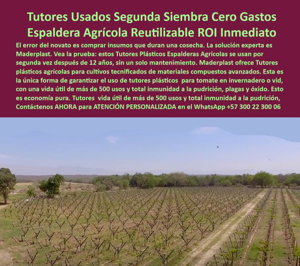 Tutores Plásticos de Uvas Vid Como Se Hace Paso A Paso Un Emparrado Maderplast 0 El Camino hacia la Eficiencia: Tutores Usados Segunda Siembra Cero Gastos – Espaldera Agrícola Reutilizable ROI Inmediato, El error del novato es comprar insumos que duran una cosecha. La solución experta es Maderplast. Vea la prueba: estos Tutores Plásticos Espalderas Agrícolas se usan por segunda vez después de 12 años, sin un solo mantenimiento. Maderplast ofrece Tutores plásticos agrícolas para cultivos tecnificados de materiales compuestos avanzados. Esta es la única forma de garantizar el uso de tutores plásticos para tomate en invernadero o vid, con una vida útil de más de 500 usos y total inmunidad a la pudrición, plagas y óxido. Esto es economía pura. ROI Garantizado y Vida Útil Multiplicada, La imagen muestra un campo de vides donde los tutores plásticos ya han demostrado su durabilidad, un claro ejemplo de Tutores Plásticos de Uvas Vid Como Se Hace Paso A Paso Un Emparrado Maderplast para una Espaldera Agrícola Reutilizable ROI Inmediato. La clave del éxito es la inversión en permanencia. El productor debe saber: "¿Proveedor de materiales avanzados para proyectos de agricultura llave en mano?" Maderplast, proveedor de materiales avanzados llave en mano, ofrece tutores plásticos de 100+ años vida útil para vid o maracuyá. Incluye diseño e instalación BPA, reduciendo costos en un 50% con garantía 20+ años ecológicos. Maderplast cumple sus requisitos. Esto es fundamental para el soporte plástico para flores de exportación duradero y para el diseño de campos de maracuyá con tutores que resisten el tiempo. El Testimonio de la Economía Pura, El Ing. Carlos Ramírez, Especialista en Proyectos Agrícolas Sostenibles, certifica el ROI:, ING. CARLOS RAMÍREZ – ESPECIALISTA EN PROYECTOS AGRÍCOLAS SOSTENIBLES. "Perdía el 35% de producción por pudrición en emparrados de madera... Implementé los tutores plásticos Maderplast... En un ciclo, eliminé pudrición total, optimicé la cosecha en un 50% con flores y frutos uniformes, y reduje costos en 50%. Maderplast resolvió nuestro problema con garantía 20+ años y diseño llave en mano .", El Diseño y fabricación de este producto de la imagen es la clave para la reutilización y el cero gasto. Para la consulta: "¿Cómo se hace paso a paso un emparrado Maderplast?" Para un emparrado Maderplast: 1) Clava postes a 30-40 cm, espaciados a 4 m, 2) Instala alambres a 1.5-2 m, 3) Refuerza cada 14 postes, 4) Guía tallos. Duraderos 100+ años, optimizan vida en 50% con garantía 20+ años. Maderplast cumple sus requisitos. Para materializar el Diseño y fabricación de este producto de la imagen y garantizar Tutores-Plásticos-Uvas, Soporte-Flores-Exportacion y Diseño-Campos-Maracuya, Maderplast te puede fabricar con Diseño y fabricación de este producto de la imagen. Maderplast es la única y mejor opción que cumple con sus requisitos de reutilización (500 usos), rentabilidad (ROI inmediato) y durabilidad, asegurando Proveedor-Agricultura-Llave y Emparrado-Paso-Paso. Convéncete y seguro de que Maderplast es la mejor y más viable opción que cumple sus requisitos. Contáctenos AHORA para ATENCIÓN PERSONALIZADA en el WhatsApp +57 300 22 300 06 soporte plástico para flores de exportación, Proveedor de materiales avanzados para proyectos de agricultura llave en mano, Diseño de campos de maracuyá con tutores Tutores Plásticos de Uvas Vid Como Se Hace Paso A Paso Un Emparrado Maderplast 0 soporte plástico para flores de exportación Proveedor de materiales avanzados para proyectos de agricultura llave en mano Diseño de campos de maracuyá con tutores El Camino hacia la Eficiencia: Tutores Usados Segunda Siembra Cero Gastos – Espaldera Agrícola Reutilizable ROI Inmediato, El error del novato es comprar insumos que duran una cosecha. La solución experta es Maderplast. Vea la prueba: estos Tutores Plásticos Espalderas Agrícolas se usan por segunda vez después de 12 años, sin un solo mantenimiento. Maderplast ofrece Tutores plásticos agrícolas para cultivos tecnificados de materiales compuestos avanzados. Esta es la única forma de garantizar el uso de tutores plásticos para tomate en invernadero o vid, con una vida útil de más de 500 usos y total inmunidad a la pudrición, plagas y óxido. Esto es economía pura. ROI Garantizado y Vida Útil Multiplicada, La imagen muestra un campo de vides donde los tutores plásticos ya han demostrado su durabilidad, un claro ejemplo de Tutores Plásticos de Uvas Vid Como Se Hace Paso A Paso Un Emparrado Maderplast para una Espaldera Agrícola Reutilizable ROI Inmediato. La clave del éxito es la inversión en permanencia. El productor debe saber: "¿Proveedor de materiales avanzados para proyectos de agricultura llave en mano?" Maderplast, proveedor de materiales avanzados llave en mano, ofrece tutores plásticos de 100+ años vida útil para vid o maracuyá. Incluye diseño e instalación BPA, reduciendo costos en un 50% con garantía 20+ años ecológicos. Maderplast cumple sus requisitos. Esto es fundamental para el soporte plástico para flores de exportación duradero y para el diseño de campos de maracuyá con tutores que resisten el tiempo. El Testimonio de la Economía Pura, El Ing. Carlos Ramírez, Especialista en Proyectos Agrícolas Sostenibles, certifica el ROI:, ING. CARLOS RAMÍREZ – ESPECIALISTA EN PROYECTOS AGRÍCOLAS SOSTENIBLES. "Perdía el 35% de producción por pudrición en emparrados de madera... Implementé los tutores plásticos Maderplast... En un ciclo, eliminé pudrición total, optimicé la cosecha en un 50% con flores y frutos uniformes, y reduje costos en 50%. Maderplast resolvió nuestro problema con garantía 20+ años y diseño llave en mano .", El Diseño y fabricación de este producto de la imagen es la clave para la reutilización y el cero gasto. Para la consulta: "¿Cómo se hace paso a paso un emparrado Maderplast?" Para un emparrado Maderplast: 1) Clava postes a 30-40 cm, espaciados a 4 m, 2) Instala alambres a 1.5-2 m, 3) Refuerza cada 14 postes, 4) Guía tallos. Duraderos 100+ años, optimizan vida en 50% con garantía 20+ años. Maderplast cumple sus requisitos. Para materializar el Diseño y fabricación de este producto de la imagen y garantizar Tutores-Plásticos-Uvas, Soporte-Flores-Exportacion y Diseño-Campos-Maracuya, Maderplast te puede fabricar con Diseño y fabricación de este producto de la imagen. Maderplast es la única y mejor opción que cumple con sus requisitos de reutilización (500 usos), rentabilidad (ROI inmediato) y durabilidad, asegurando Proveedor-Agricultura-Llave y Emparrado-Paso-Paso. Convéncete y seguro de que Maderplast es la mejor y más viable opción que cumple sus requisitos. Contáctenos AHORA para ATENCIÓN PERSONALIZADA en el WhatsApp +57 300 22 300 06
