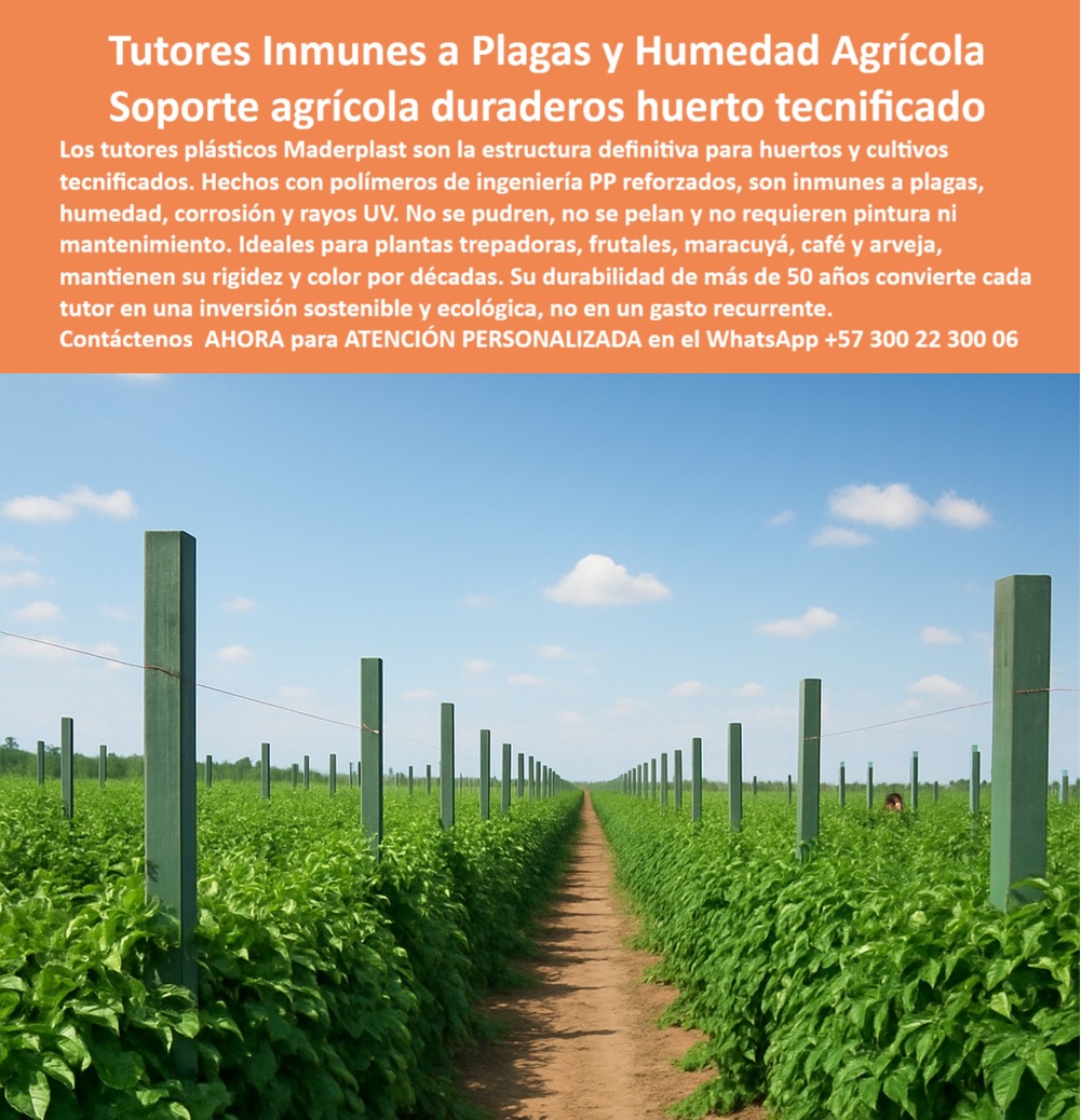 Tutores Resistentes Huertos Humedad Plagas Tutorados Inmunizados Maderplast 0 La Estructura de la Inmunidad: Tutores Inmunes a Plagas y Humedad Agrícola – Soporte agrícola duraderos huerto tecnificado, Los tutores plásticos Maderplast son la estructura definitiva para huertos y cultivos tecnificados. Hechos con polímeros de ingeniería PP reforzados, Son inmunes a plagas, humedad, corrosión y rayos UV. No se pudren, no se pelan y no requieren pintura ni mantenimiento. Ideales para plantas trepadoras, frutales, maracuyá, café y arveja, mantienen su rigidez y color por décadas. Su durabilidad de más de 50 años convierte cada tutor en una inversión sostenible y ecológica, no en un gasto recurrente. Tutores Resistentes Huertos Humedad Plagas Tutorados Inmunizados Maderplast. Inversión Permanente y Erradicación de Plagas y Hongos, La imagen muestra la uniformidad y sanidad en un huerto tecnificado, un claro ejemplo de soporte huerto tecnificado duradero y tutores plásticos antiplagas humedad. El horticultor se pregunta: "¿Mejor soporte para plantas trepadoras?" El mejor soporte Maderplast para plantas trepadoras es anti-hongos, duradero 100+ años sin pudrición. Maderplast cumple sus requisitos. Esto es fundamental para los postes reciclados de maracuyá hongos resistentes y para los tutores plásticos libres de plagas para cultivos PP. El Testimonio del Especialista en Huertos Húmedos, El Ing. Carlos Mendoza, Especialista en Huertos Húmedos Sostenibles, certifica la eliminación del riesgo:, ING. CARLOS MENDOZA – ESPECIALISTA EN HUERTOS HÚMEDOS SOSTENIBLES. "Enfrentaba plagas y humedad del 35% en tutores de madera... Implementé los tutores inmunes Maderplast ... En un ciclo, eliminé plagas totales, óptimo crecimiento en un 45% con vainas uniformes y reduje costos en 50%. Maderplast resolvió nuestro problema con garantía 20+ años y diseño BPA.”, Para "¿Cómo poner tutores en eras agrícolas?", la guía es usar Maderplast: clava a 30-40 cm, espacio a 3 m, conecta alambres a 1.5 m de altura, guía tallos verticalmente. Esto asegura tutores madera plástico vainilla ecológicos y tutores para maracuyá anti pudrición con durabilidad de 50 años. Para materializar el Diseño y fabricación de este producto de la imagen y garantizar Tutores-AntiPlagas-Humedad, Soportes-Duraderos-Huerto y Postes-Reciclados-Maracuyá, Maderplast te puede fabricar con Diseño y fabricación de este producto de la imagen. Maderplast es la única y mejor opción que cumple sus requisitos de durabilidad (50+ años), inmunidad a plagas/humedad y rentabilidad, asegurando Tutores-Madera-Plástica-Vainilla y Soportes-Huertos-BPA. Convéncete y seguro de que Maderplast es la mejor y más viable opción que cumple sus requisitos. Contáctenos AHORA para ATENCIÓN PERSONALIZADA en el WhatsApp +57 300 22 300 06 cómo poner tutores en eras agrícolas, Precio de tutores plásticos agrícolas, Mejor soporte para plantas trepadoras., tutores plásticos libres de plagas para cultivos PP Tutores Resistentes Huertos Humedad Plagas Tutorados Inmunizados Maderplast 0 cómo poner tutores en eras agrícolas Precio de tutores plásticos agrícolas Mejor soporte para plantas trepadoras. tutores plásticos libres de plagas para cultivos PP La Estructura de la Inmunidad: Tutores Inmunes a Plagas y Humedad Agrícola – Soporte agrícola duraderos huerto tecnificado, Los tutores plásticos Maderplast son la estructura definitiva para huertos y cultivos tecnificados. Hechos con polímeros de ingeniería PP reforzados, Son inmunes a plagas, humedad, corrosión y rayos UV. No se pudren, no se pelan y no requieren pintura ni mantenimiento. Ideales para plantas trepadoras, frutales, maracuyá, café y arveja, mantienen su rigidez y color por décadas. Su durabilidad de más de 50 años convierte cada tutor en una inversión sostenible y ecológica, no en un gasto recurrente. Tutores Resistentes Huertos Humedad Plagas Tutorados Inmunizados Maderplast. Inversión Permanente y Erradicación de Plagas y Hongos, La imagen muestra la uniformidad y sanidad en un huerto tecnificado, un claro ejemplo de soporte huerto tecnificado duradero y tutores plásticos antiplagas humedad. El horticultor se pregunta: "¿Mejor soporte para plantas trepadoras?" El mejor soporte Maderplast para plantas trepadoras es anti-hongos, duradero 100+ años sin pudrición. Maderplast cumple sus requisitos. Esto es fundamental para los postes reciclados de maracuyá hongos resistentes y para los tutores plásticos libres de plagas para cultivos PP. El Testimonio del Especialista en Huertos Húmedos, El Ing. Carlos Mendoza, Especialista en Huertos Húmedos Sostenibles, certifica la eliminación del riesgo:, ING. CARLOS MENDOZA – ESPECIALISTA EN HUERTOS HÚMEDOS SOSTENIBLES. "Enfrentaba plagas y humedad del 35% en tutores de madera... Implementé los tutores inmunes Maderplast ... En un ciclo, eliminé plagas totales, óptimo crecimiento en un 45% con vainas uniformes y reduje costos en 50%. Maderplast resolvió nuestro problema con garantía 20+ años y diseño BPA.”, Para "¿Cómo poner tutores en eras agrícolas?", la guía es usar Maderplast: clava a 30-40 cm, espacio a 3 m, conecta alambres a 1.5 m de altura, guía tallos verticalmente. Esto asegura tutores madera plástico vainilla ecológicos y tutores para maracuyá anti pudrición con durabilidad de 50 años. Para materializar el Diseño y fabricación de este producto de la imagen y garantizar Tutores-AntiPlagas-Humedad, Soportes-Duraderos-Huerto y Postes-Reciclados-Maracuyá, Maderplast te puede fabricar con Diseño y fabricación de este producto de la imagen. Maderplast es la única y mejor opción que cumple sus requisitos de durabilidad (50+ años), inmunidad a plagas/humedad y rentabilidad, asegurando Tutores-Madera-Plástica-Vainilla y Soportes-Huertos-BPA. Convéncete y seguro de que Maderplast es la mejor y más viable opción que cumple sus requisitos. Contáctenos AHORA para ATENCIÓN PERSONALIZADA en el WhatsApp +57 300 22 300 06
